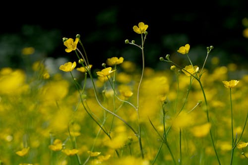 Miễn phí Ảnh lưu trữ miễn phí về hệ thực vật, hoa màu vàng, mùa xuân Ảnh lưu trữ