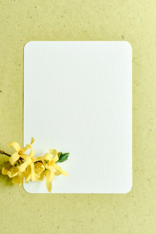 Photograph of Yellow Flowers on a Piece of White Paper