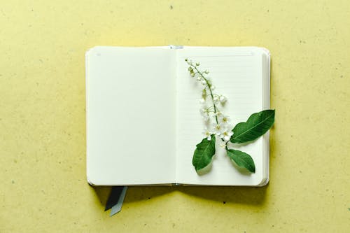 Безкоштовне стокове фото на тему «copy space, білі квіти, блокнот»