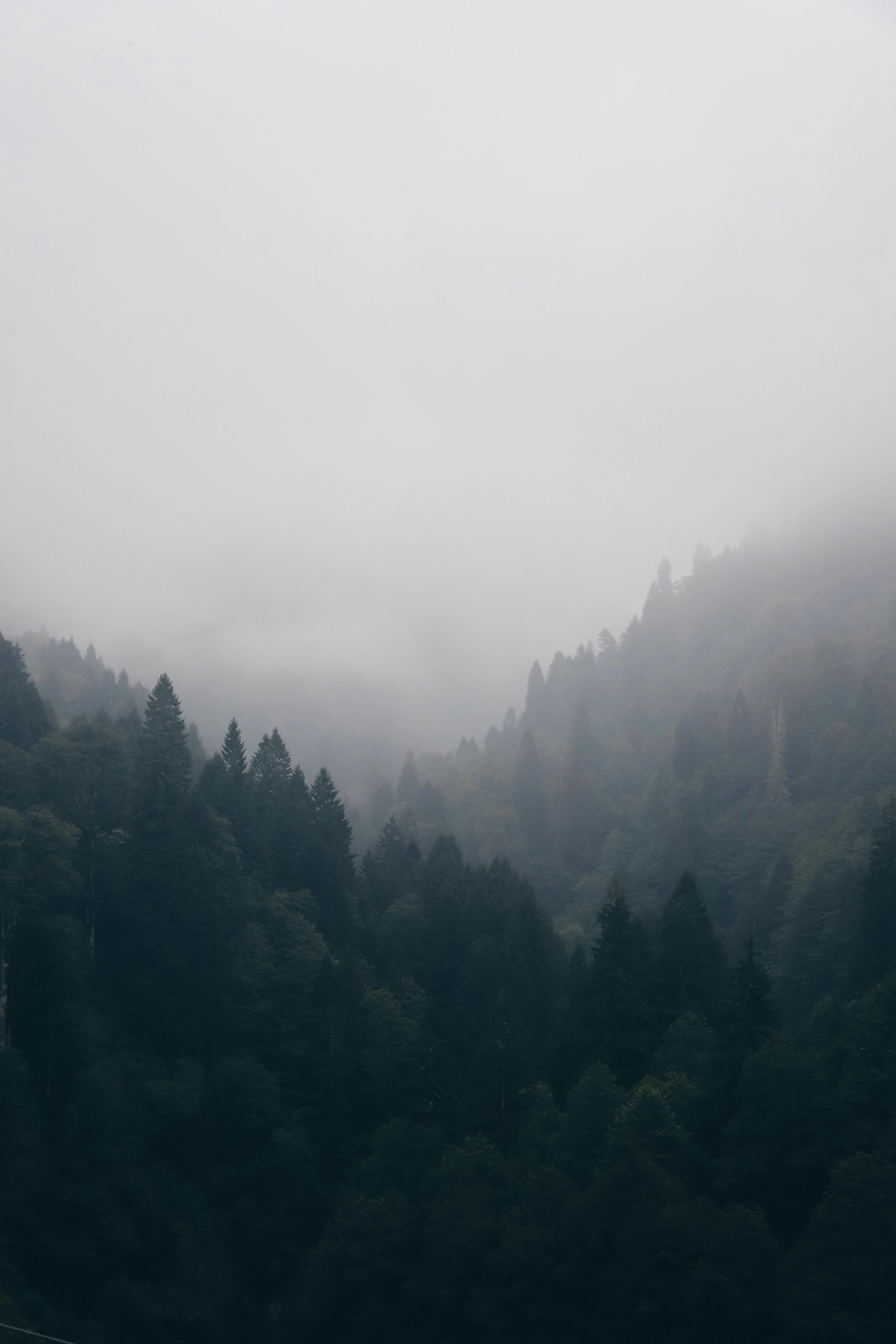 foggy mountains with lush green trees