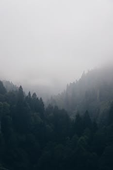 image.mefiz.com
