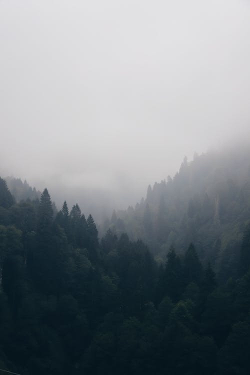 Picturesque view of misty morning hills covered with green forest under cloudy gray sky