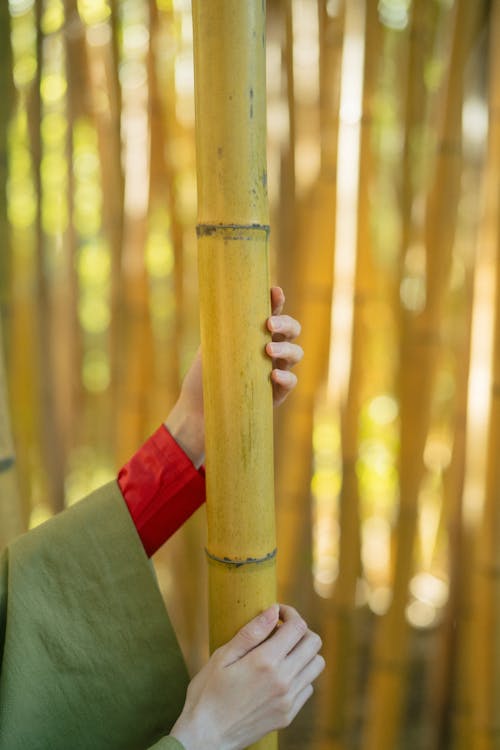 Person Holding A Golden Bamboo Stalk