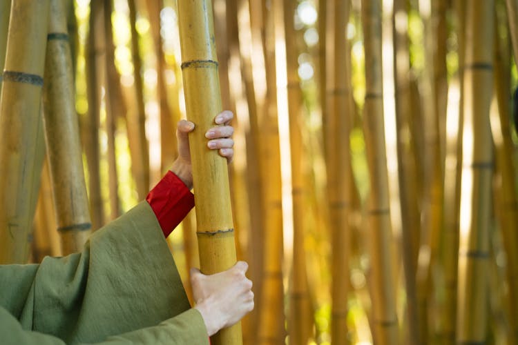 Person Holding A Bamboo Stalk