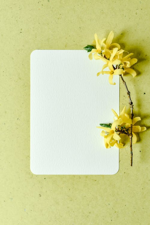 Photograph of Yellow Flowers Near a Blank Paper