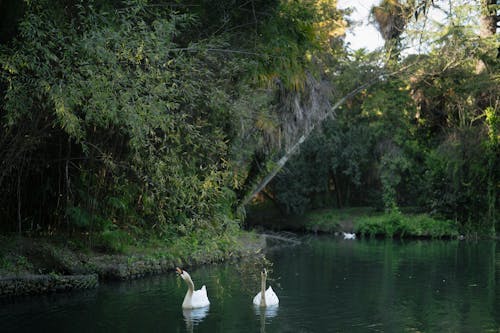 Immagine gratuita di acqua, alberi, ambiente