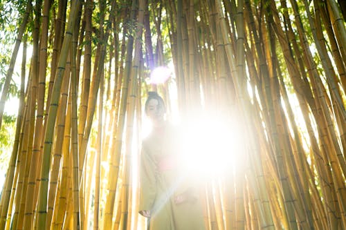Kostenloses Stock Foto zu asiatische frau, aufnahme von unten, bambus-bäume