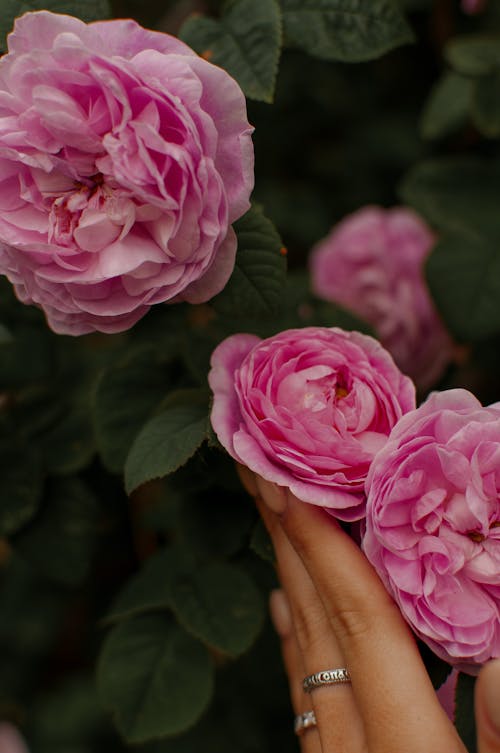 Photo of a Person's Hand Touching Pink Roses