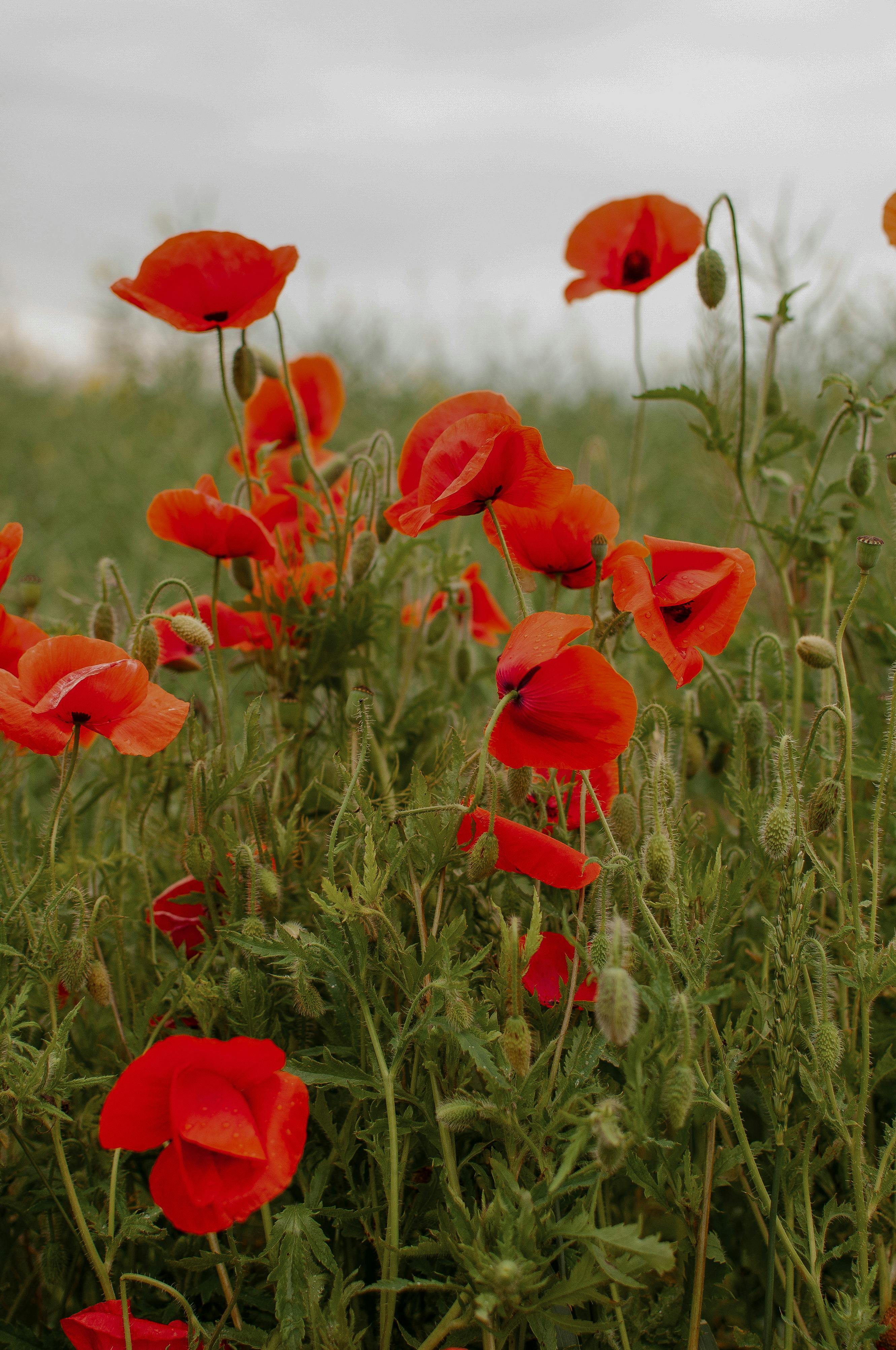 Red Poppy Flowers · Free Stock Photo