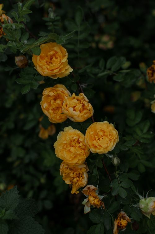 Free Captivating yellow roses in full bloom against lush green foliage, capturing nature's beauty. Stock Photo