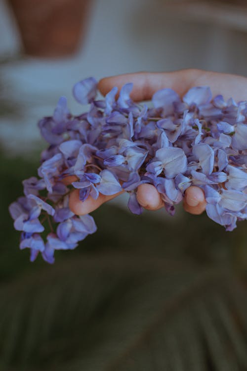 Crop anonymous person showing blossoming blue wisteria flower in arm on blurred background