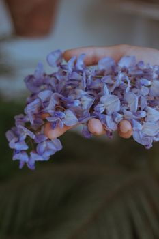 wisteria flowers dusty blue purple