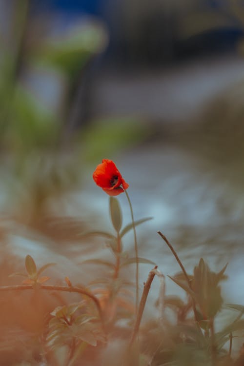 Red poppy flower growing near plants with green leaves on stems in garden in daytime