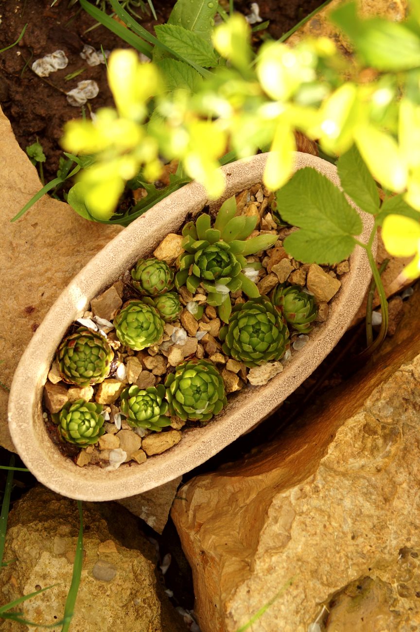 well draining succulent garden bed UK