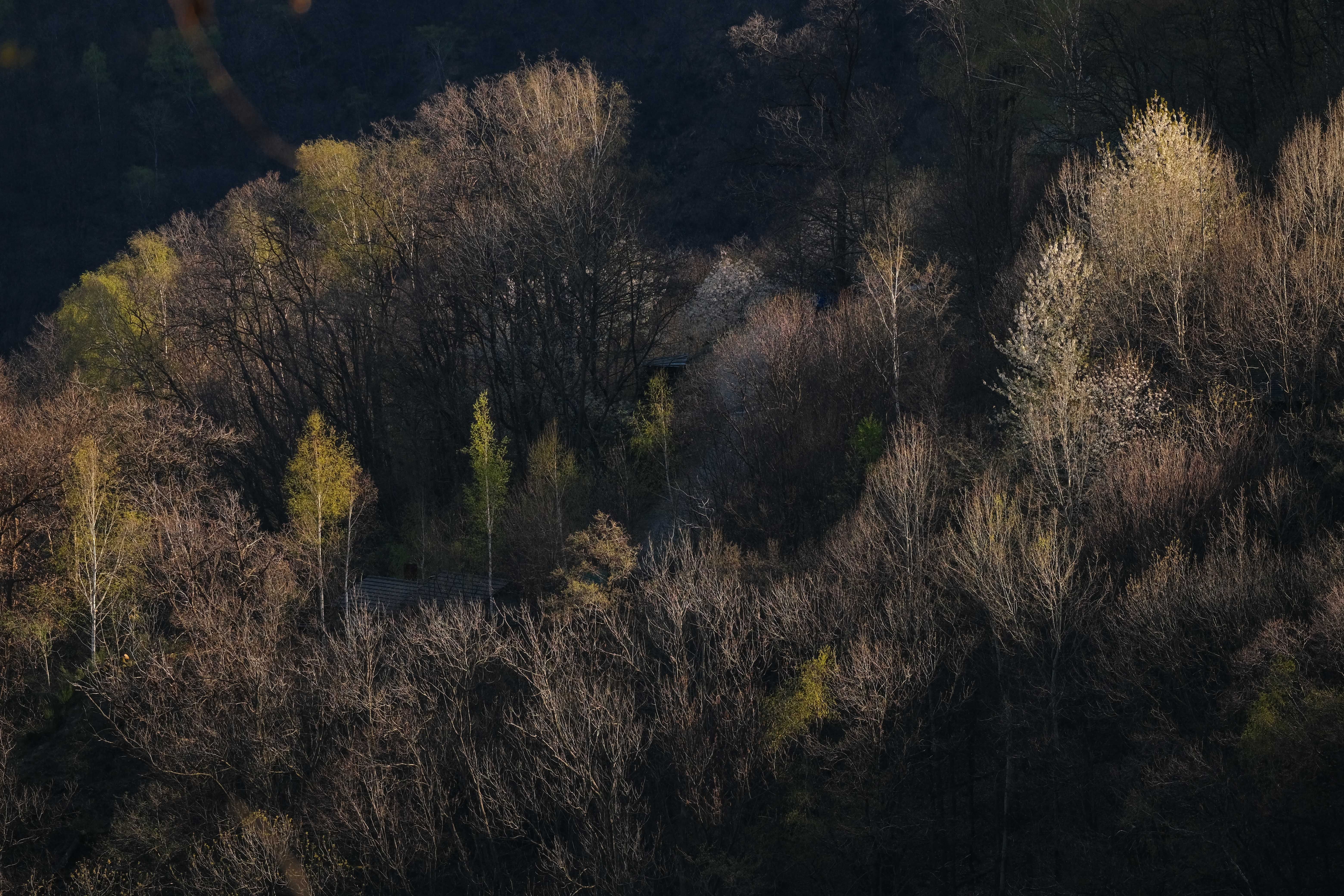 Photo of Leafless Trees in the Woods · Free Stock Photo