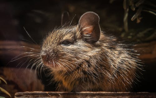 Close-Up Photo of a Brown Rat