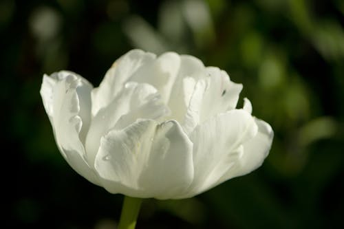 Fotobanka s bezplatnými fotkami na tému biely kvet, kvapky dažďa, makro snímku