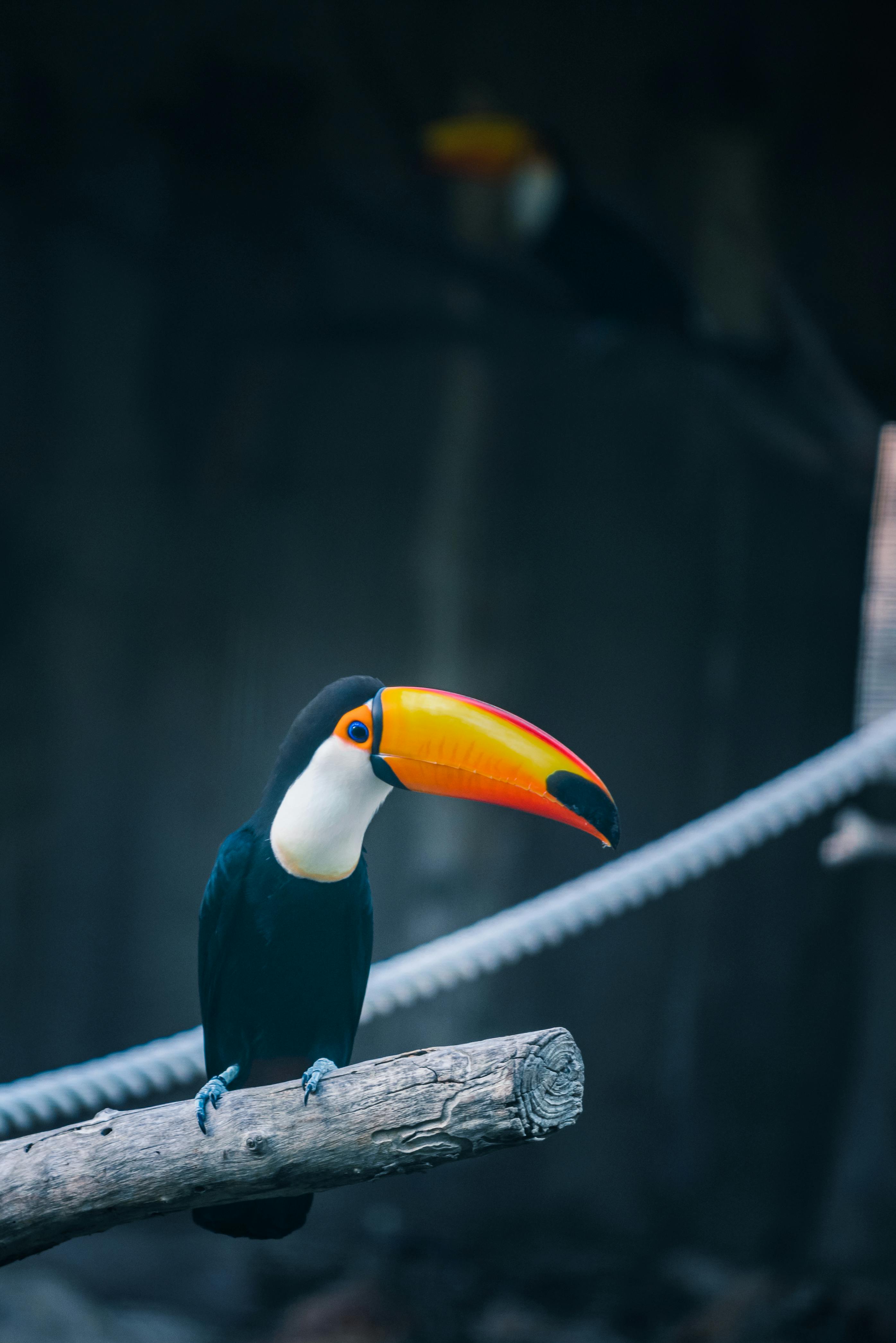 Keel Billed Toucan Wallpapers - Top 30 Best Keel Billed Toucan Wallpapers [  HQ ]