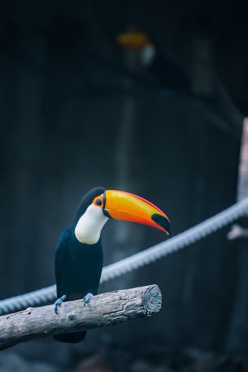 Δωρεάν στοκ φωτογραφιών με toucan, κατακόρυφη λήψη, κουρνιασμένος