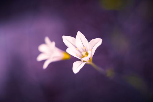 Free stock photo of beautiful flower, beautiful nature, flower Stock Photo