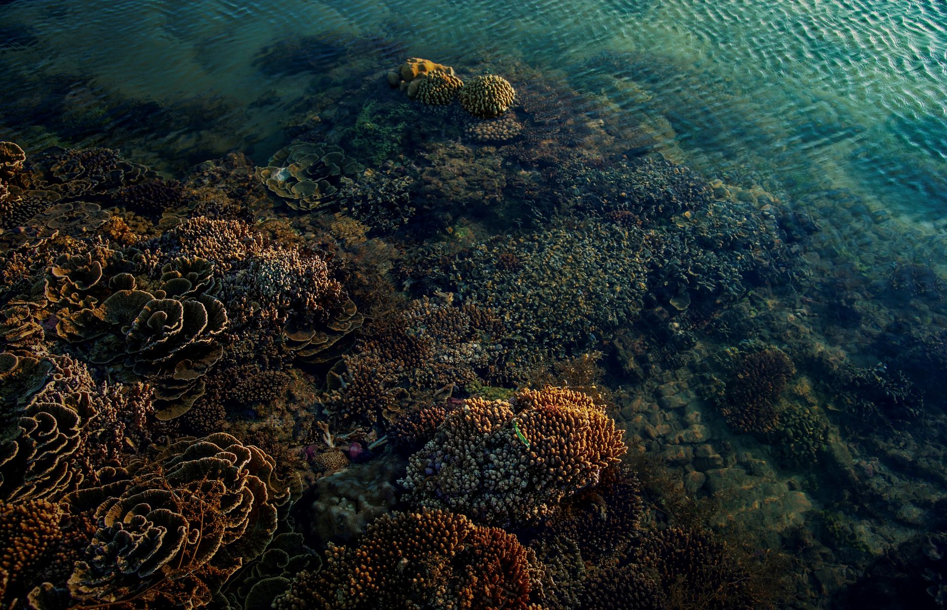 Beautiful coral reef underwater, vibrant marine life ecosystem.