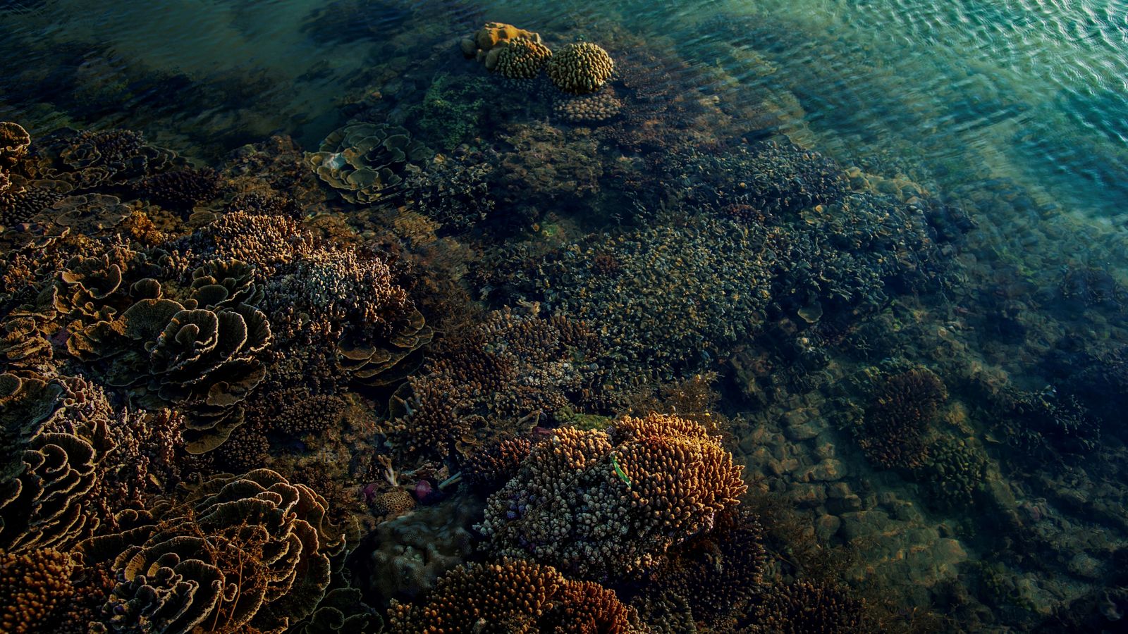 Brown and black coral reef, Mozambique
