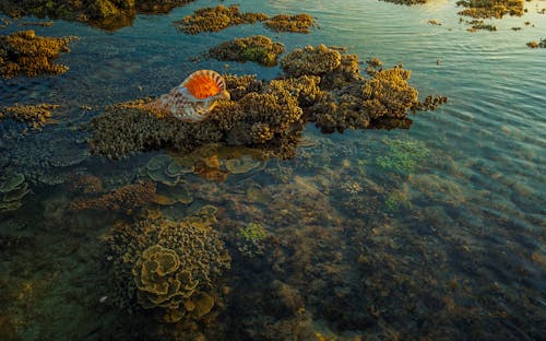 Free Sea Shell Over Corals Stock Photo