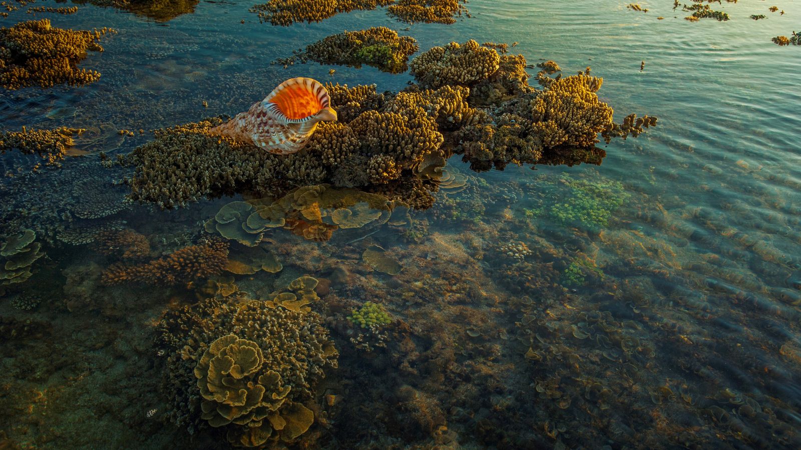 Sea shell over corals, Mozambique