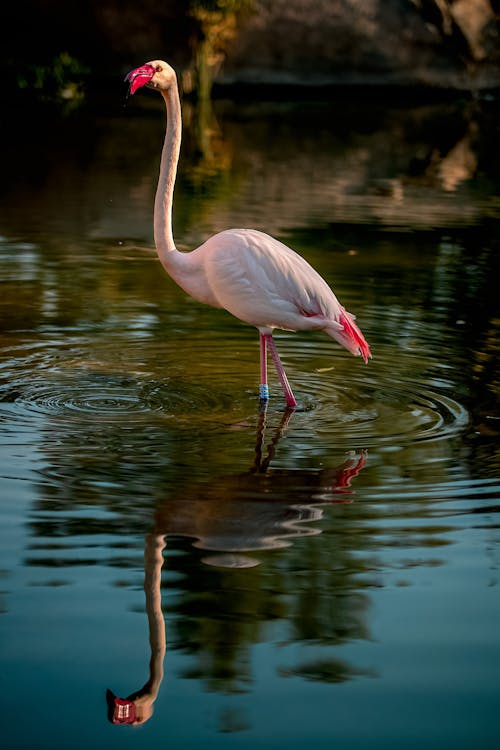 Photo of a Pink Flamingo on Water