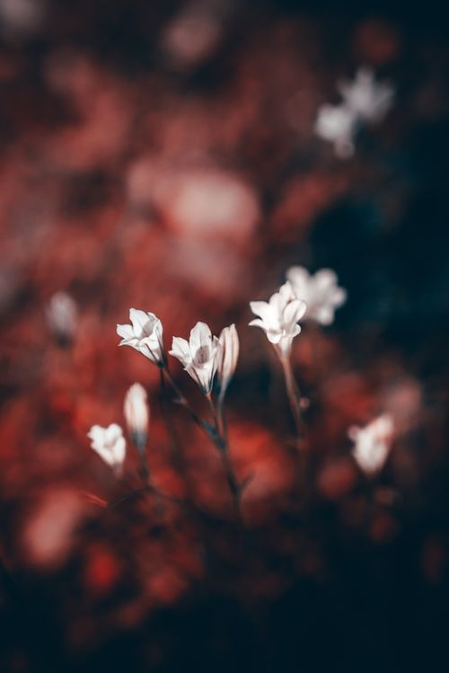 Free stock photo of close-up, forest, macro shooting Stock Photo
