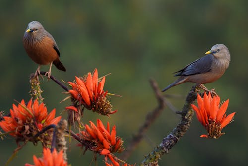 Foto stok gratis alam, bertengger, burung-burung