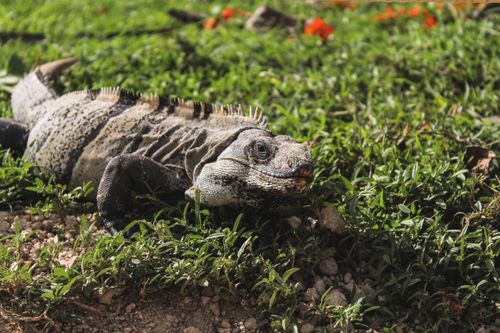 Free Detailed image of an iguana basking in sunlight on grassy terrain in Mexico. Stock Photo