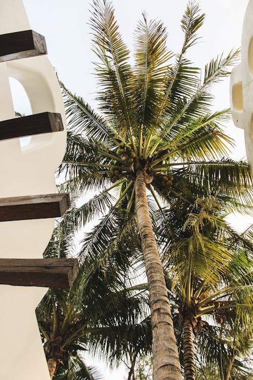 Бесплатное стоковое фото с вертикальный выстрел, пальма, перспектива