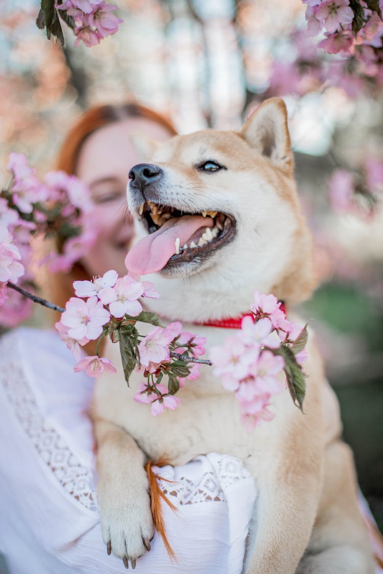 Woman With Shiba Inu Near Sakura Tree