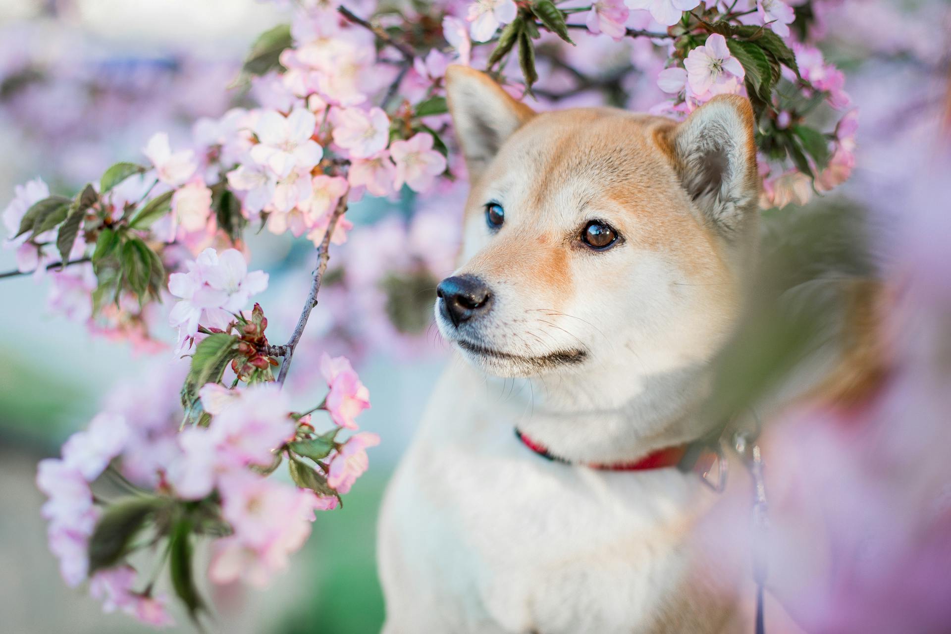 Adorable purebred Shiba Inu dog sitting near sakura branches with small flowers in garden against blurred background on summer day