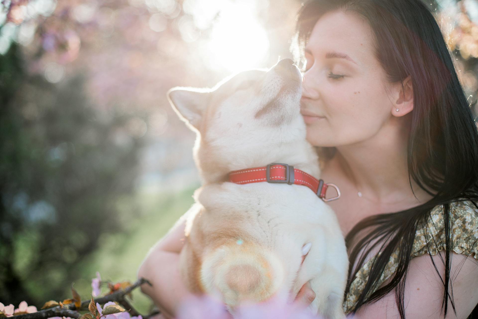 Omtänksam kvinnlig ägare smeker söt Shiba Inu i händerna medan står i solig trädgård med gröna växter på suddig bakgrund