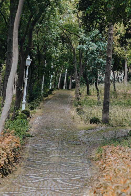 Free Scenic pathway through lush forest surrounded by tall trees, featuring classic street lamps. Stock Photo
