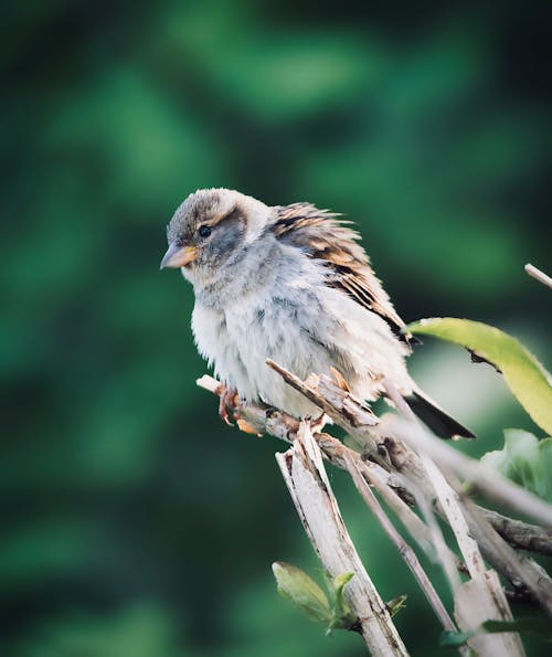 Bird Perched on a Twig