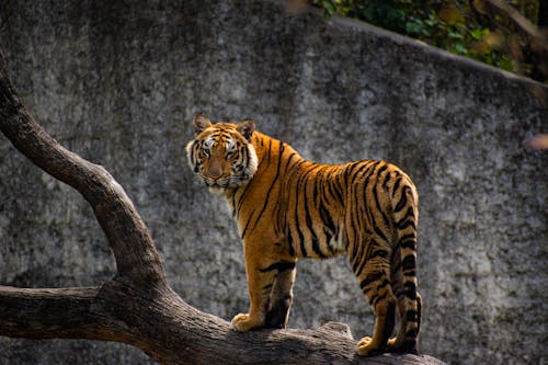 Foto stok gratis binatang, fotografi binatang, harimau