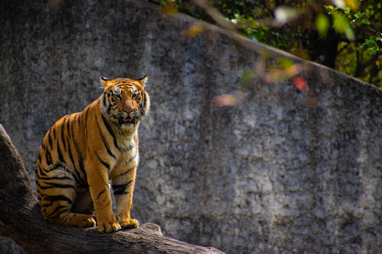 A Bengal Tiger Sitting On A Tree Log