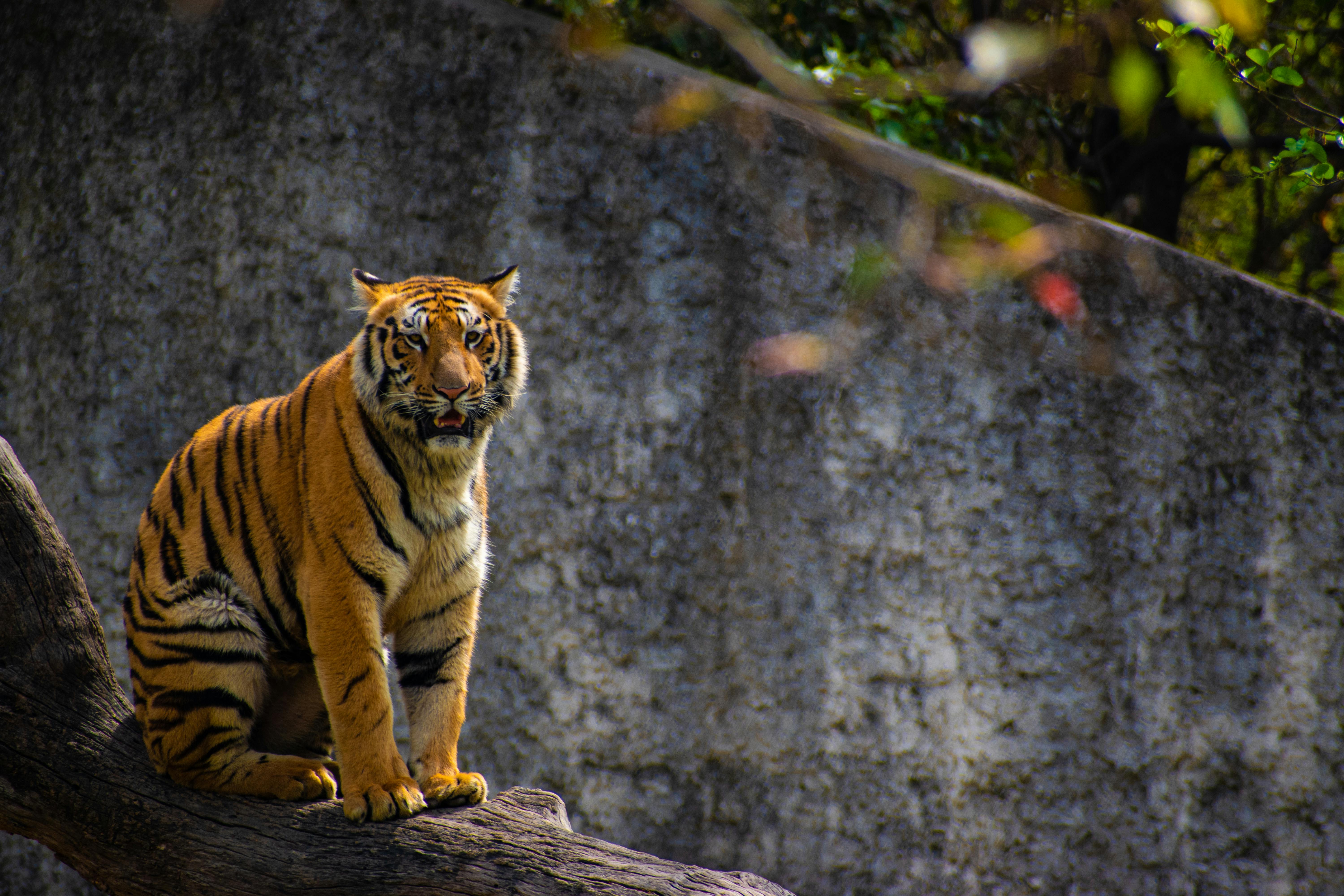 92,352 Bengal Tiger Royalty-Free Images, Stock Photos & Pictures