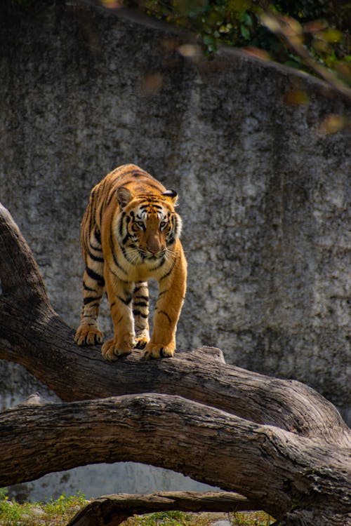 A Bengal Tiger Walking on a Tree Log