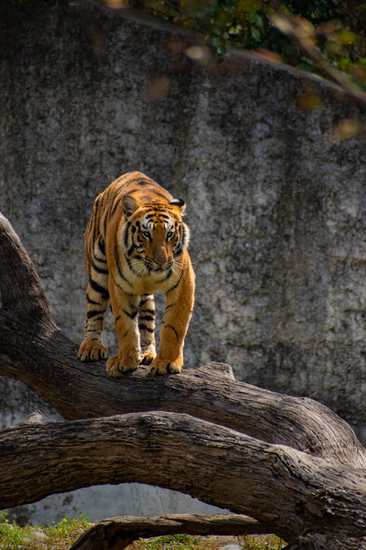 A Bengal Tiger Walking On A Tree Log