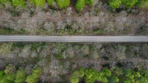 Aerial View of a Road between Trees