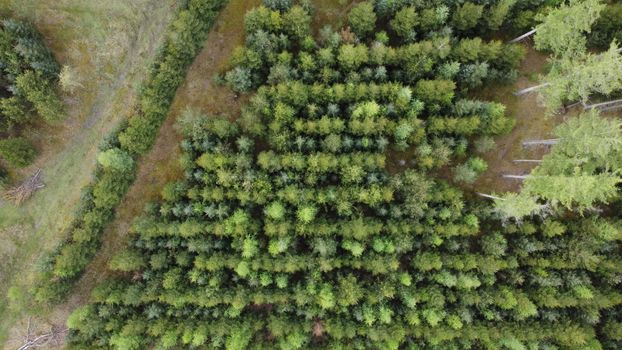 Drone shot of a dense forest in Kjellerup, Denmark, showcasing vibrant green foliage.