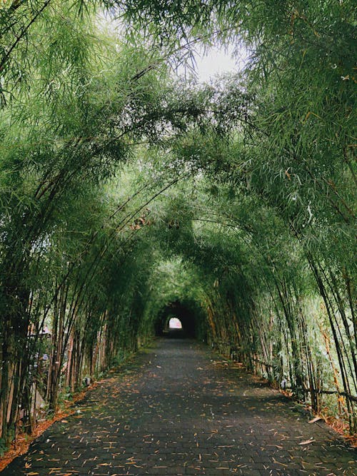 Free Empty narrow asphalt pathway with row of tall bamboo trees with green leaves in park in summer Stock Photo