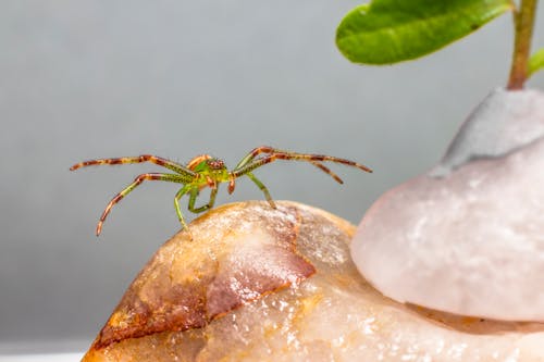 Green Spider Crawling on Rock