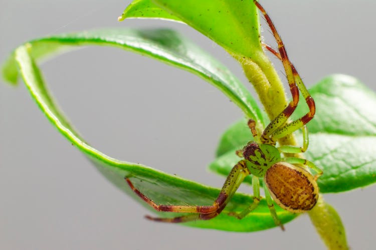 Green Spider Crawling On Leaves