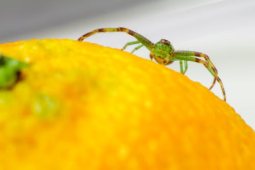 Spider Crawling on an Orange Fruit