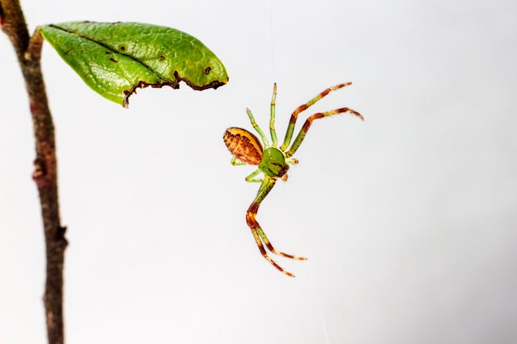 Close-Up Photo Of A Hanging Green Crab Spider